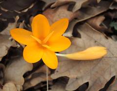 Crocus flavus
