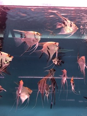 Pterophyllum scalare