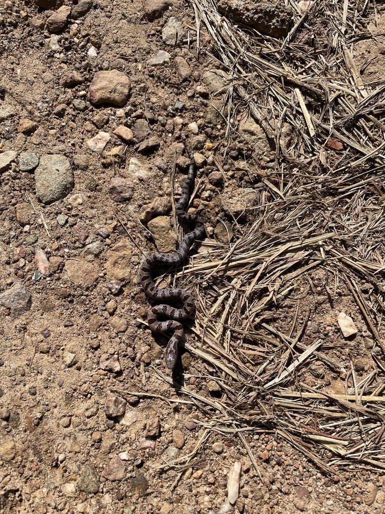 Mole Kingsnake from Hillsborough, NC, US on August 31, 2023 at 04:21 PM ...