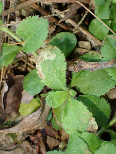 Leaf-miner fly photo 2