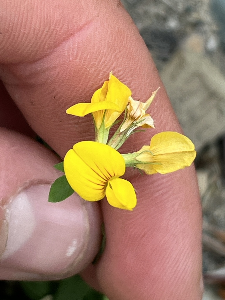 greater bird's-foot-trefoil from SE 30th St, Bellevue, WA, US on ...