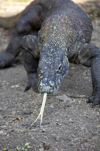 Komodo dragon