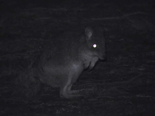 Eastern Bettong (Bettongia gaimardi)
