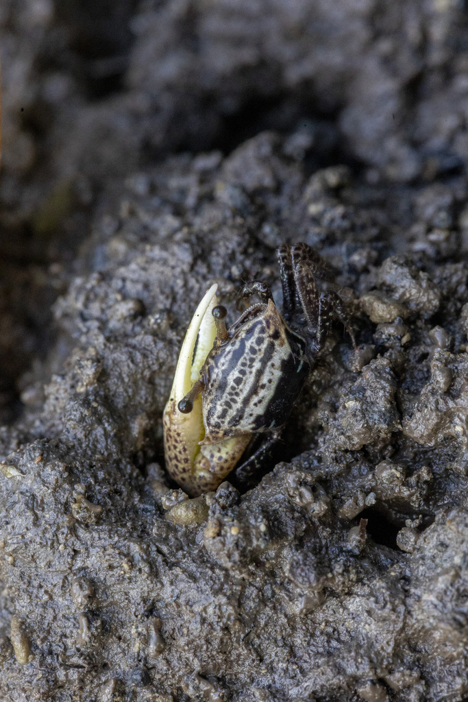Triangular Fiddler Crab