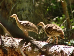 Meleagris gallopavo merriami