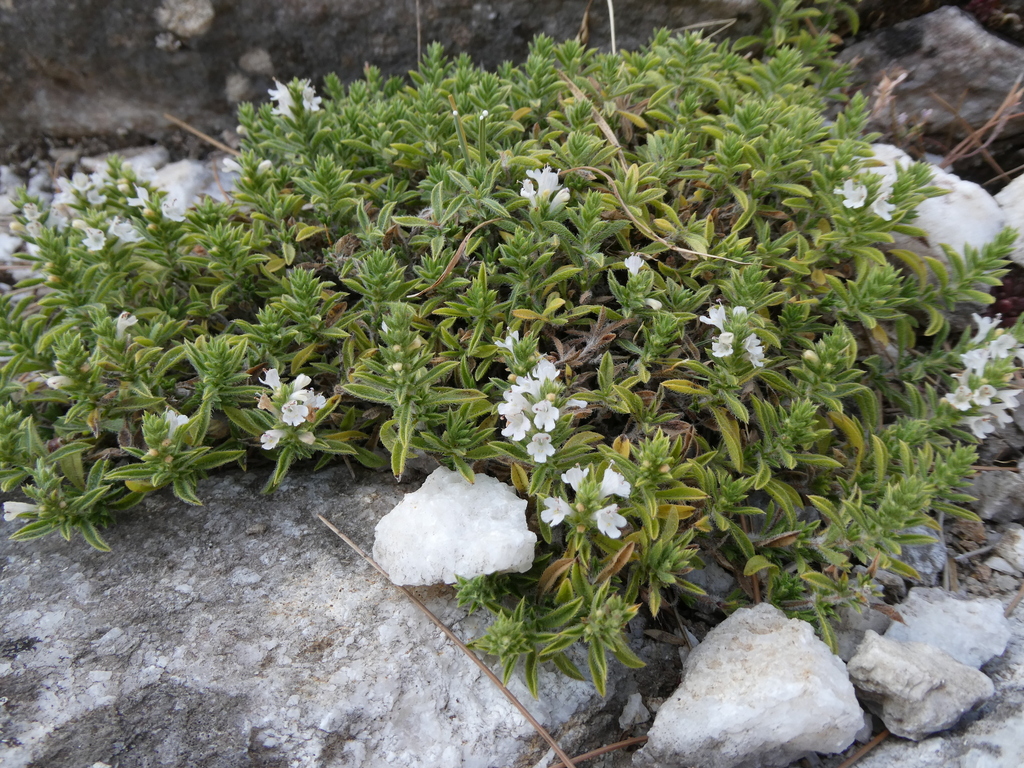 Satureja pilosa
