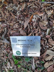 Cinnamomum iners