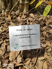 Lagerstroemia loudonii