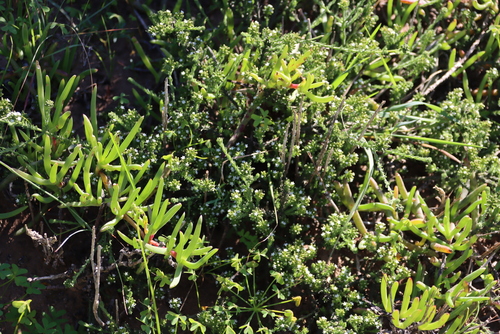 Image of Thesium pubescens by (c) Tony Rebelo, some rights reserved (CC BY-SA)