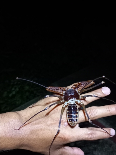Acanthophrynus coronatus