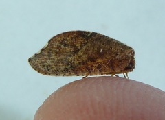 Drepanacra binocula