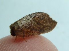 Drepanacra binocula
