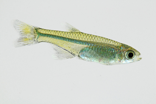 Dwarf tetra (Xenurobrycon macropus) — Characidae — 2