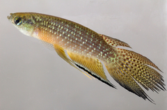 Longfin Killie photo 1