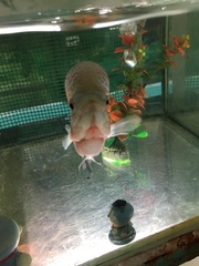 Amphilophus labiatus × cichlasoma trimaculatum