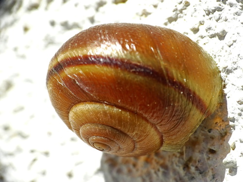 Helminthoglypta tudiculata
