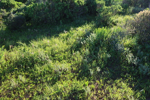 Image of Indigofera harveyeana by (c) Tony Rebelo, some rights reserved (CC BY-SA)