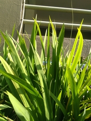 Xeronema callistemon