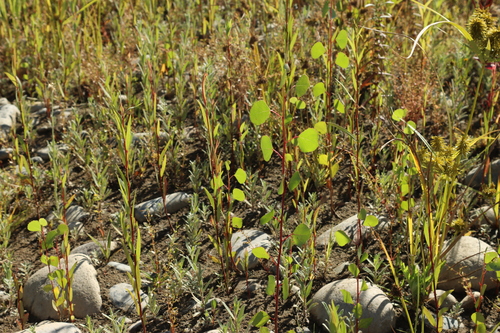 Cottonwood seedling