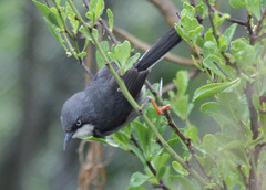 Apalis thoracica