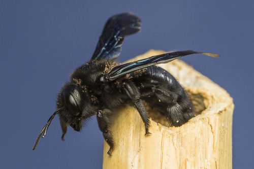 Violet Carpenter Bee, photo 6 of 10