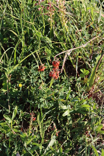 Image of Indigofera harveyeana by (c) Tony Rebelo, some rights reserved (CC BY-SA)