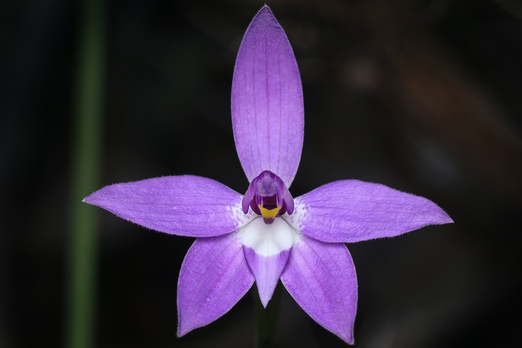 Waxlip Orchid