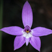 Glossodia major - Photo (c) Connor Margetts, osa oikeuksista pidätetään (CC BY), lähettänyt Connor Margetts