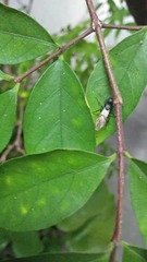 Ligustrum obtusifolium