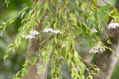 Hoya lanceolata