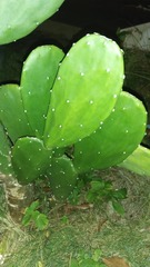 Ligustrum obtusifolium