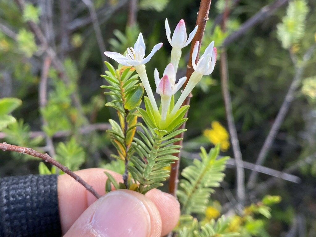 Gnidia obtusissima