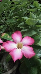 Ligustrum obtusifolium