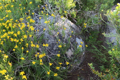 Image of Senecio aloides by (c) Tony Rebelo, some rights reserved (CC BY-SA)