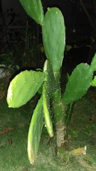 Ligustrum obtusifolium