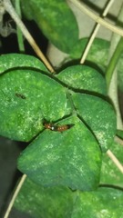 Ligustrum obtusifolium