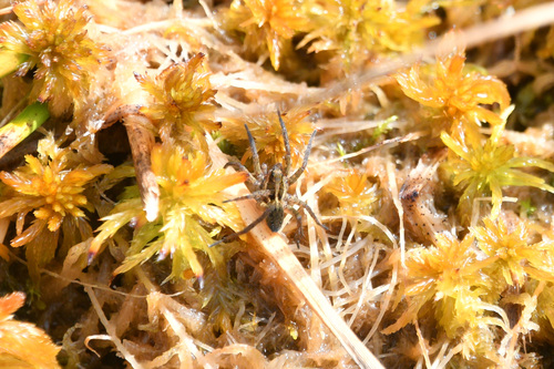 Pardosa fuscula