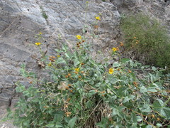 Bahiopsis reticulata