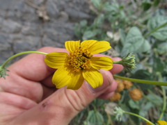 Bahiopsis reticulata