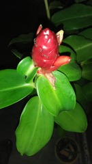 Ligustrum obtusifolium