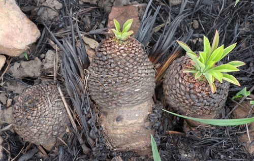 Euphorbia bupleurifolia