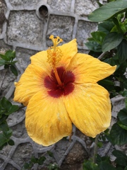 Hibiscus