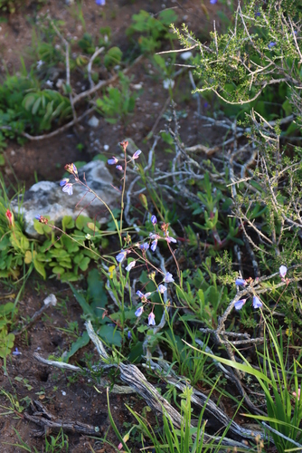 Image of Heliophila coronopifolia by (c) Tony Rebelo, some rights reserved (CC BY-SA)