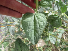 Bahiopsis reticulata