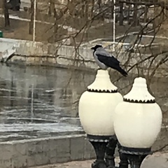 Corvus cornix
