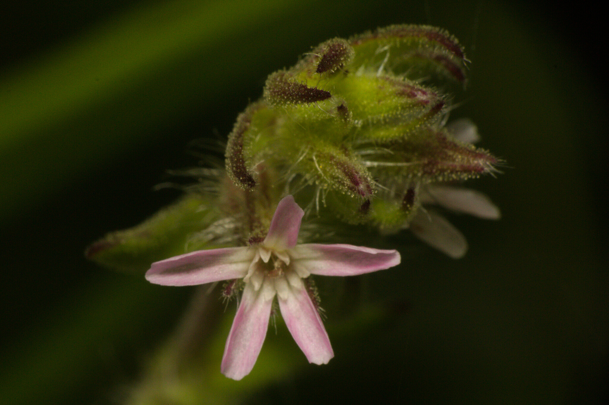 Silene gallica