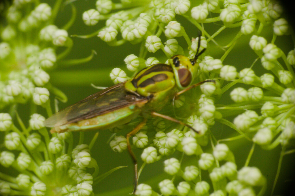 Psellidotus inermis