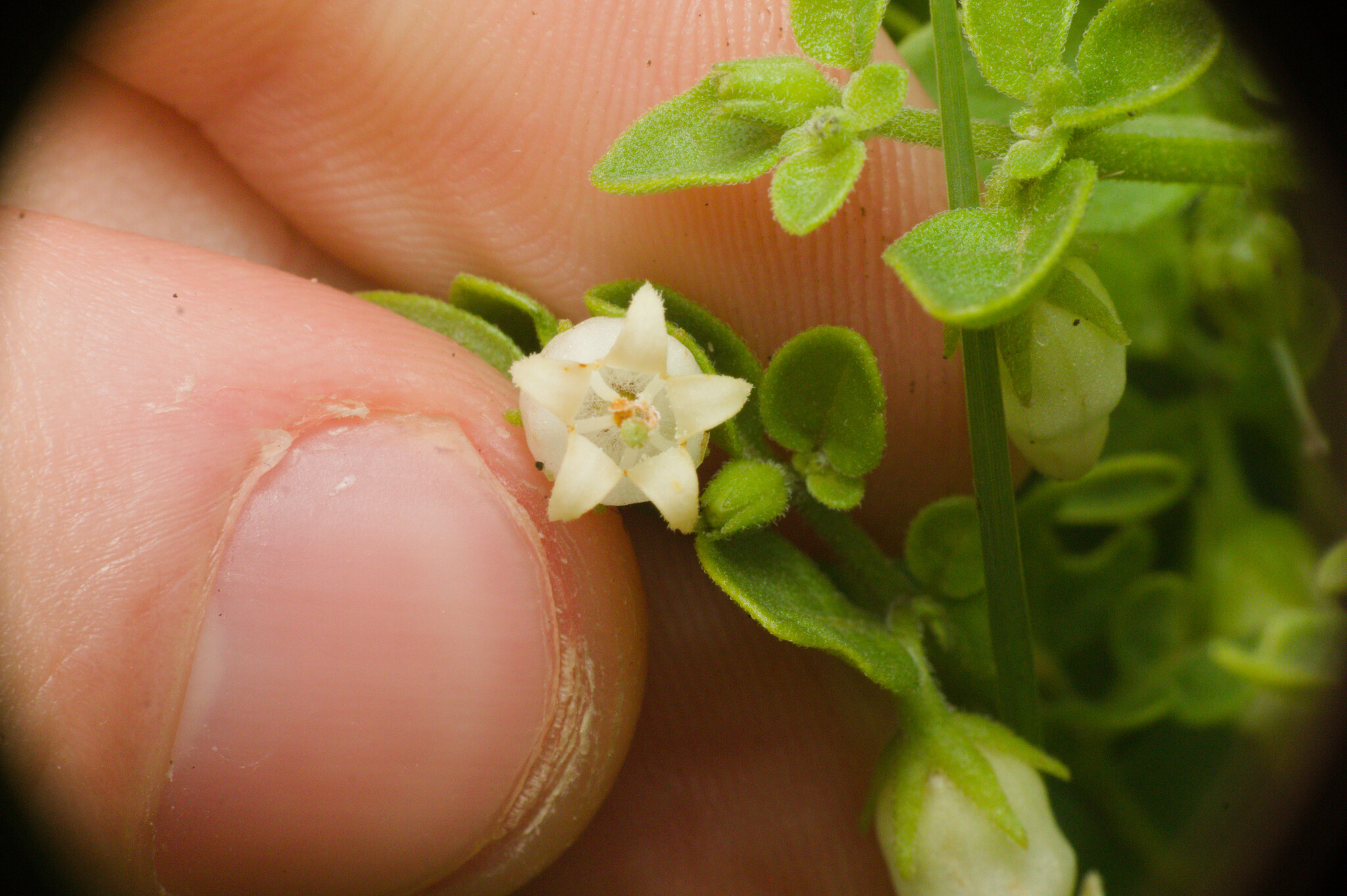 Salpichroa origanifolia