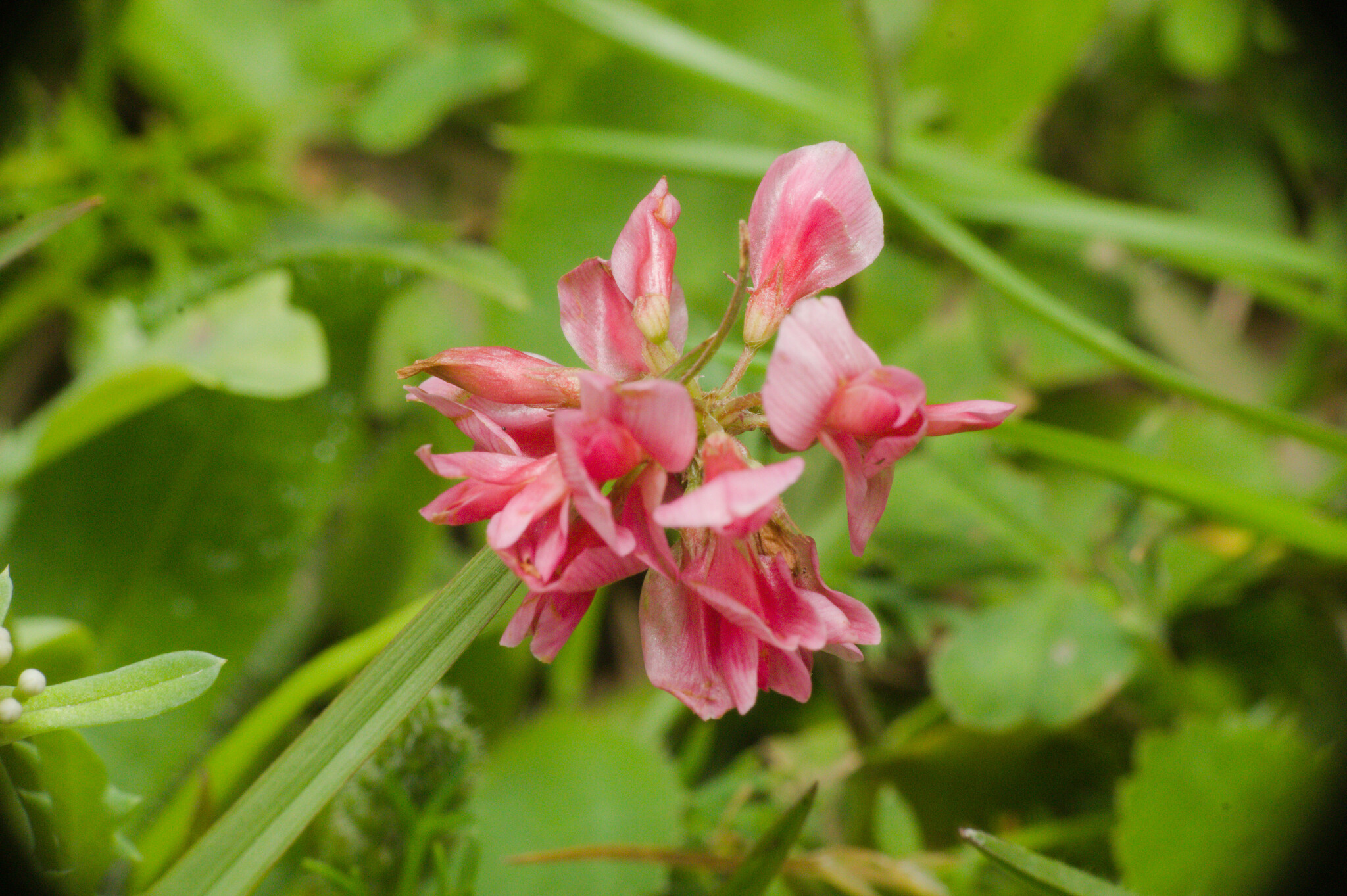 Trifolium polymorphum