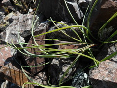 Allium acuminatum